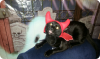 naperville-cat-missey-in-halloween-costume.png