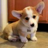 Corgi Cuteness