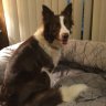 MVP Border Collie