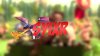 Syrix's banner.jpg