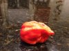 Ghost pepper.JPG