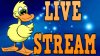 Live stream with duck.jpg