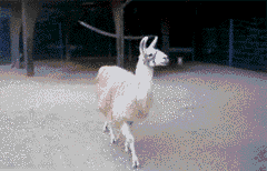 tumblr_mdricbftdH1ri66bko1_250.gif