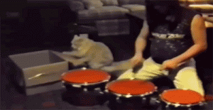 cat drums.gif