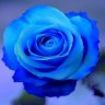 BlueRose