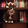 CatAmongBooks