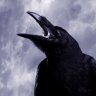 Crow