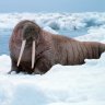 GlukTheWalrus