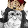 King-Apes