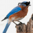 Bluebird