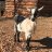 GreenTGoats